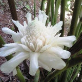Torch Ginger 'White' - Etlingera Elatior 