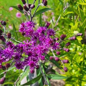 Ironweed - Vernonia 30 seeds - Nectar Plant, Chemical Free, Bee and Pollinator Safe Perennial Native Plant