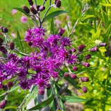 Ironweed - Vernonia 30 seeds - Nectar Plant, Chemical Free, Bee and Pollinator Safe Perennial Native Plant