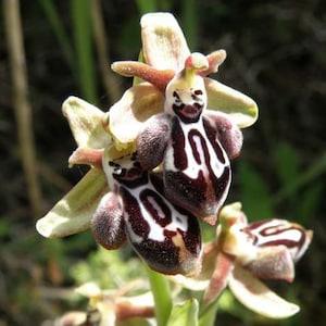 Ophrys kotschyi subsp. cretica - Cretan Bee Orchid - terrestrial orchids > 20 fresh seeds