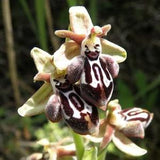 Ophrys kotschyi subsp. cretica - Cretan Bee Orchid - terrestrial orchids > 20 fresh seeds