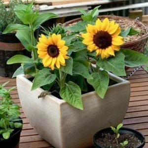 25 seeds Sunflower Dwarf ??Incredible??(Helianthus annuus) seeds
