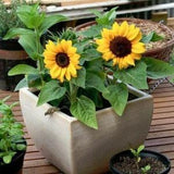 25 seeds Sunflower Dwarf ??Incredible??(Helianthus annuus) seeds