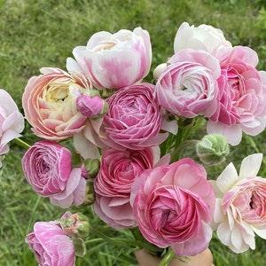 Ranunculus Amandine "Porceline" corms | Bestselling large double flowers, buttercup, French origin, perennial plant