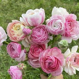 Ranunculus Amandine "Porceline" corms | Bestselling large double flowers, buttercup, French origin, perennial plant