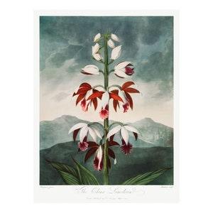 CHINESE LIMODORUM - Antique Lithograph by Robert Thornton (1807) - Framed/Unframed