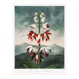 CHINESE LIMODORUM - Antique Lithograph by Robert Thornton (1807) - Framed/Unframed