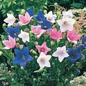40+ Platycodon Mix / Balloon Flower / Perennial / Flower Seeds.