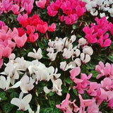 Cyclamen Neapolitanum Mixed Flower Seeds - 6 Seeds