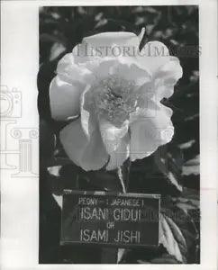 1959 Press Photo Peony Flower at Peony Garden near Administration Building