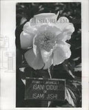 1959 Press Photo Peony Flower at Peony Garden near Administration Building