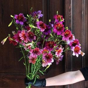 Salpiglossis Sinuata Superbissima Mix ?C Painted Tongue Seeds ?C Flower Seeds ?C Heirloom ?C Garden Seeds