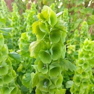 Bells of Ireland - Flower Seeds - Open-Pollinated for Seed Saving - Non-Hybrid & Non-GMO - Heirloom Canada Flower Seeds