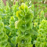Bells of Ireland - Flower Seeds - Open-Pollinated for Seed Saving - Non-Hybrid & Non-GMO - Heirloom Canada Flower Seeds