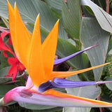 Strelitzia seeds, bird of paradise seeds, code 444, flower seeds, unique seeds,gardening