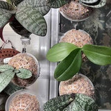 Sphagnum moss planter, staghorn and elkhorn planter, orchid planter, hanging moss ball