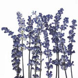 12PCS Natural Dried Flower Specimen Plants DIY Frame Bookmark Decoration