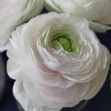 White ranunculus, Bride bouquet of ranunculi, Real touch ranunculus for vase, Gorgeous decor, Faux realistic flower,Artificial Home decor