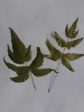 Pressed Dried Natural Fern Leaves For Crafts DIY Card Making