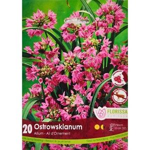 20pcs Allium Ostrowskianum Allium Bulbs for Planting Purple Heirloom Flowers Decoration Indoor Outdoor Garden Patio Balcony Flower bulbs