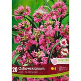 20pcs Allium Ostrowskianum Allium Bulbs for Planting Purple Heirloom Flowers Decoration Indoor Outdoor Garden Patio Balcony Flower bulbs