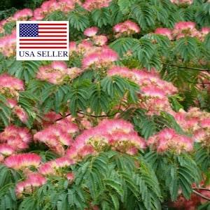 Albizia julibrissin Rosea Seeds - Pink Silk Tree - 10 Seeds