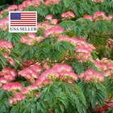 Albizia julibrissin Rosea Seeds - Pink Silk Tree - 10 Seeds