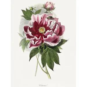 Pink Red Peony Bloom Flowers Floral Huge Wall Art Poster Print Giant