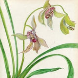 Botanical Illustration   Vintage Plant Print   House Plant Print   Flower Print   Kaplicka   Cymbidium
