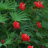 Cardinal Climber Seeds, Morning Glory Seeds