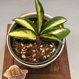 hoya carnosa krimson 3.5???