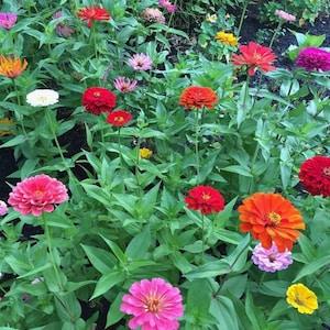 25 Dahlia Zinnia Seed Mix / Zinnia Elegans / Cut Flower / Bouquet /Wedding Flowers / English Garden / Wildflowers / Cottage /
