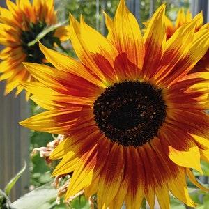 Supreme Sunflower Mix Flower Seeds - A glorious mix of sunflowers of various colours and heights. Sunflower seeds.