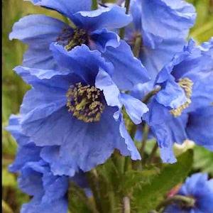 10 seeds blue Poppy Himalayan" (Meconopsis Betonicifolia)