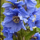 10 seeds blue Poppy Himalayan" (Meconopsis Betonicifolia)