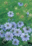 Buy love-in-a-mist Nigella damascena 'Miss Jekyll' Flower Delivery