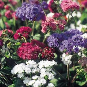 50+ Mix Floss Flower Seeds-Dwarf- Annual Floss Flower-Mexican paintbrush-AGERATUM HOUSTONIANUM-B504