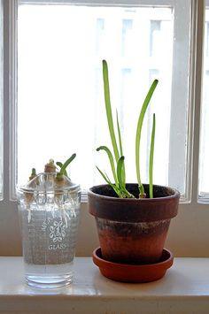 Growing Spring Onions from Onion Stumps.Is it worth it? Flower Delivery