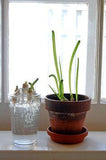 Growing Spring Onions from Onion Stumps.Is it worth it? Flower Delivery