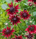 20+ RUDBECKIA CHERRY BRANDY FLOWER SEEDS / DEER RESISTANT / GLORIOSA DAISY / BEE
