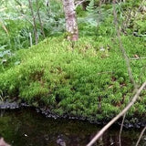1 gall and half live wild grown sphagnum Uncleaned