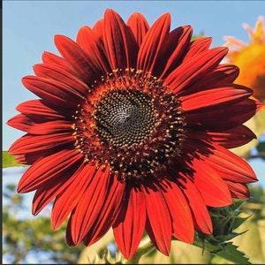RED Velvet Queen SUNFLOWER SEEDS Dizzy Bees Urban Garden ** Combined Shipping**