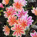 Lewisia Sunset Strain Flower Seeds - 10 Organic Seeds for Rockeries or Bedding