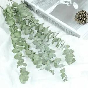 Eucalyptus Leaves Branches Stems Dried Flower Real Ornament DIY Wedding Props