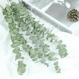 Natural Eucalyptus Leaves Branches Stems Dried Flower Real Plant Ornament