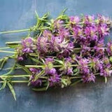 Lemon Bee Balm Bergamot Seeds Monarda hybrida Monarda citriodora Cut Flower Bouquet Dizzy Bees Urban Garden *Combined Shipping *