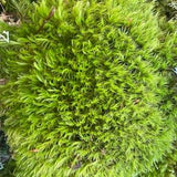 Wildcrafted live mood moss, Vertical gardening, Green walls moss, Terrariums, Orchids cultivation, Bonsai care, Fairy gardens, Bulk moss