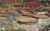 Postcard Lily Pond Tower Grove Park St Louis Missouri MO