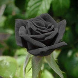 Black rose flower seeds - 20 seeds - 001
