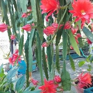 1 cutting/ leaf/ stem Akermanii Epiphyllum Orchid Cactus 8-10???